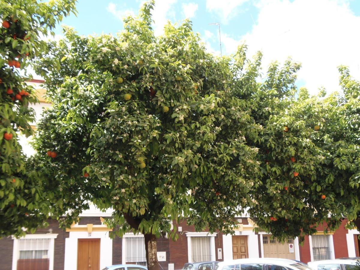 Apartamento En Triana Seville Ngoại thất bức ảnh
